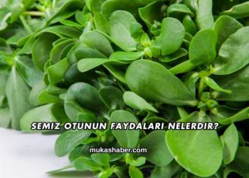 Semiz Otunun Faydaları Nelerdir?