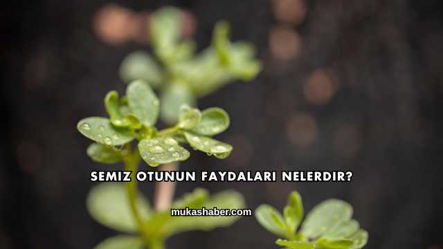 Semiz Otunun Faydaları Nelerdir?