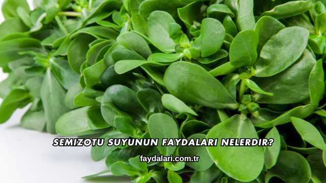 Semizotu Suyunun Faydaları Nelerdir?