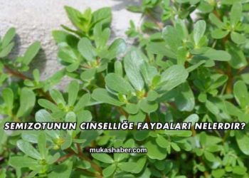 Semizotunun Cinselliğe Faydaları Nelerdir?