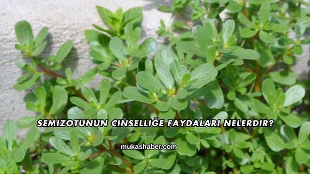 Semizotunun Cinselliğe Faydaları Nelerdir?