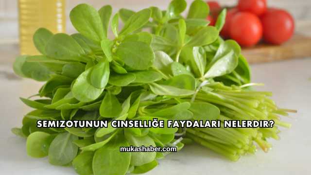 Semizotunun Cinselliğe Faydaları Nelerdir?