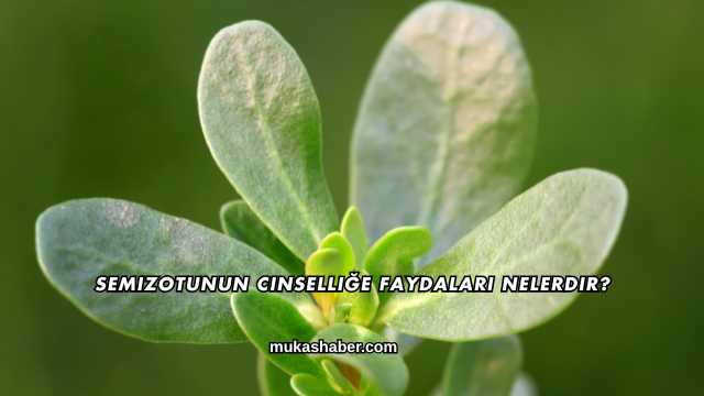 Semizotunun Cinselliğe Faydaları Nelerdir?