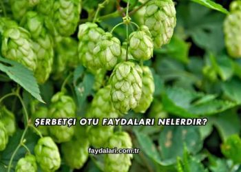 Şerbetçi Otu Faydaları Nelerdir?