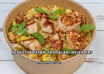 Şevketi Bostan Faydaları Nelerdir?