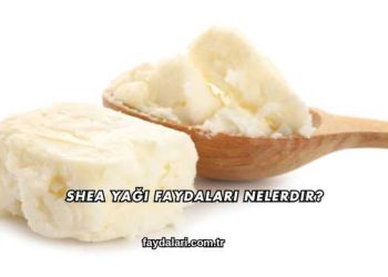 Shea Yağı Faydaları Nelerdir?