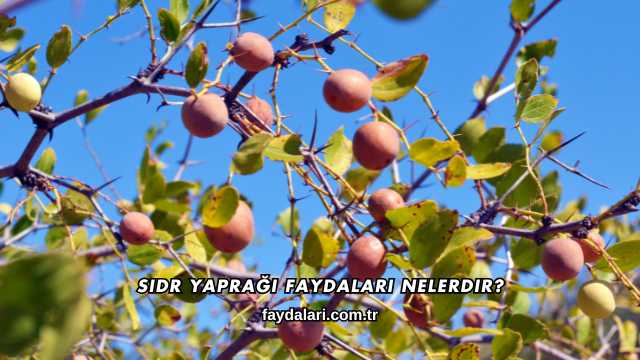 Sidr Yaprağı Faydaları Nelerdir?