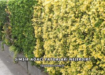 Şimşir Ağacı Faydaları Nelerdir?
