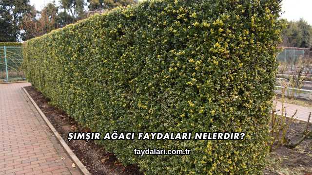 Şimşir Ağacı Faydaları Nelerdir?