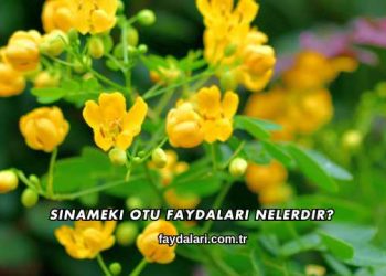 Sinameki Otu Faydaları Nelerdir?