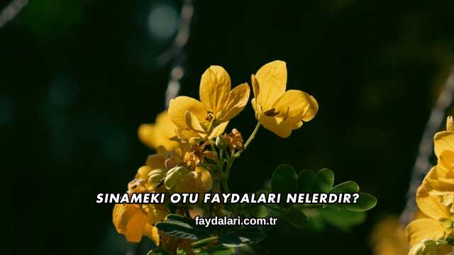 Sinameki Otu Faydaları Nelerdir?