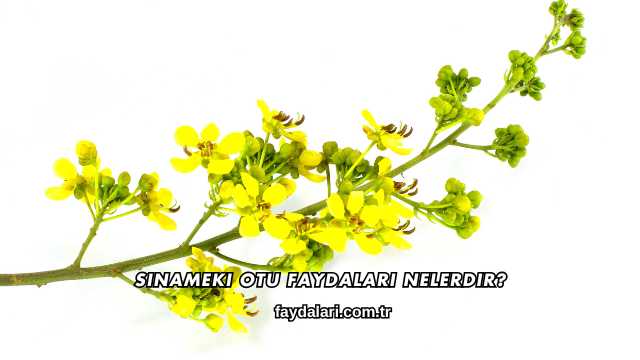 Sinameki Otu Faydaları Nelerdir?