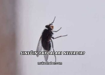 Sineğin Faydaları Nelerdir?