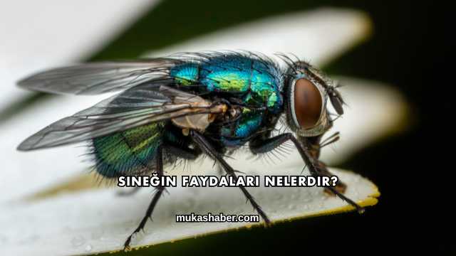 Sineğin Faydaları Nelerdir?