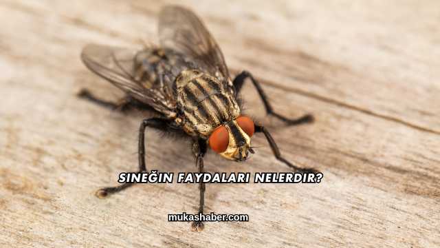 Sineğin Faydaları Nelerdir?