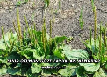 Sinir Otunun Göze Faydaları Nelerdir?