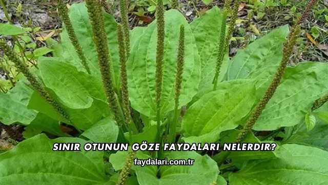 Sinir Otunun Göze Faydaları Nelerdir?
