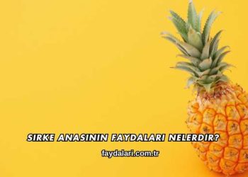 Sirke Anasının Faydaları Nelerdir?