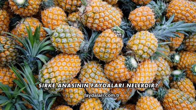 Sirke Anasının Faydaları Nelerdir?