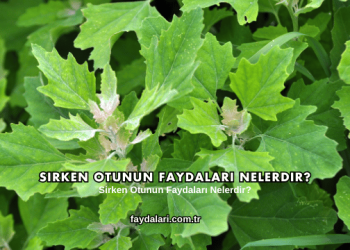 Sirken Otunun Faydaları Nelerdir?