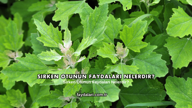 Sirken Otunun Faydaları Nelerdir?