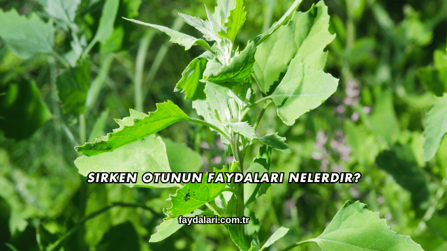 Sirken Otunun Faydaları Nelerdir?
