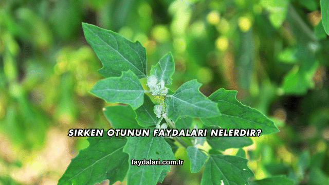 Sirken Otunun Faydaları Nelerdir?