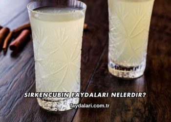 Sirkencubin Faydaları Nelerdir?