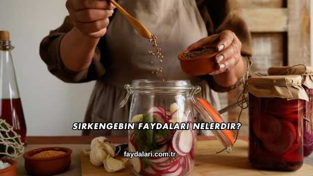 Sirkengebin Faydaları Nelerdir?