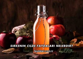 Sirkenin Cilde Faydaları Nelerdir?