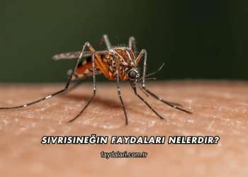 Sivrisineğin Faydaları Nelerdir?
