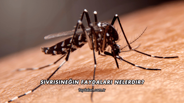 Sivrisineğin Faydaları Nelerdir?