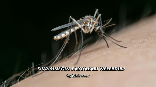 Sivrisineğin Faydaları Nelerdir?