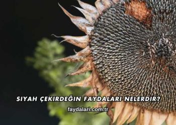 Siyah Çekirdeğin Faydaları Nelerdir?