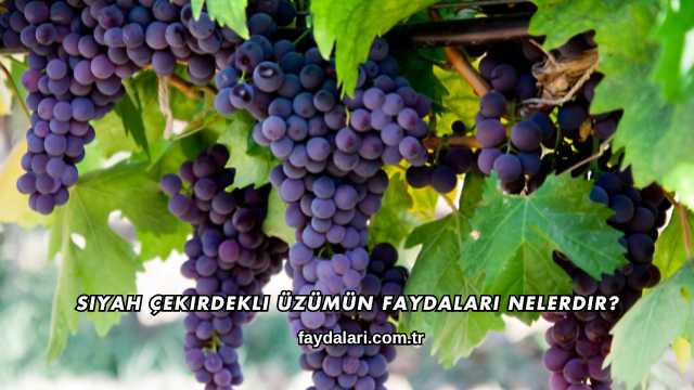 Siyah Çekirdekli Üzümün Faydaları Nelerdir?