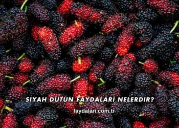 Siyah Dutun Faydaları Nelerdir?