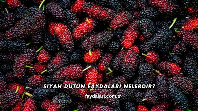 Siyah Dutun Faydaları Nelerdir?