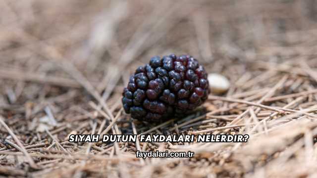 Siyah Dutun Faydaları Nelerdir?