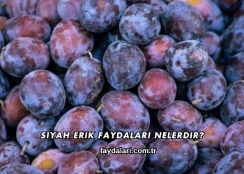 Siyah Erik Faydaları Nelerdir?