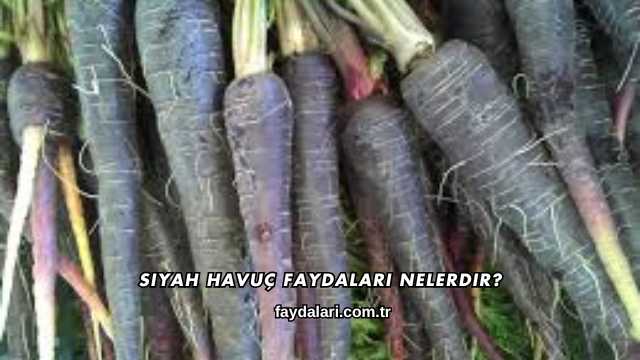 Siyah Havuç Faydaları Nelerdir?