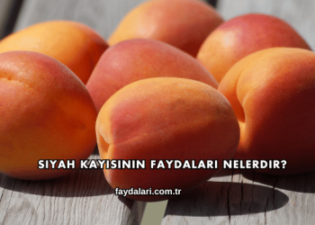 Siyah Kayısının Faydaları Nelerdir?