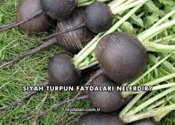 Siyah Turpun Faydaları Nelerdir?