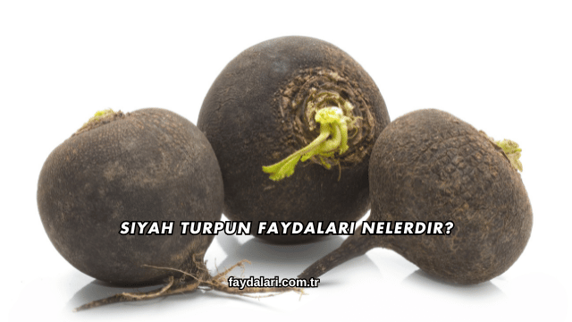 Siyah Turpun Faydaları Nelerdir?