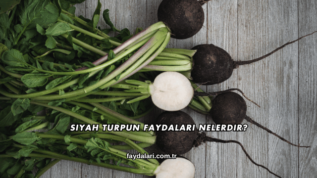 Siyah Turpun Faydaları Nelerdir?