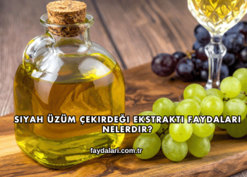 Siyah Üzüm Çekirdeği Ekstraktı Faydaları Nelerdir?