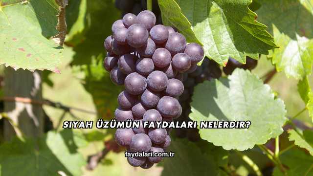 Siyah Üzümün Faydaları Nelerdir?
