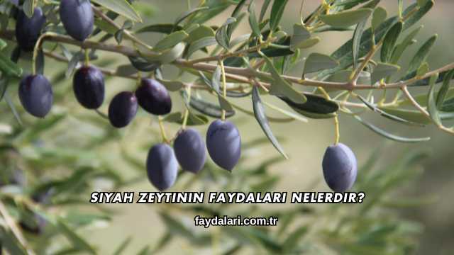 Siyah Zeytinin Faydaları Nelerdir?