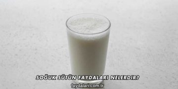 Soğuk Sütün Faydaları Nelerdir?