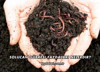 Solucan Gübresi Faydaları Nelerdir?