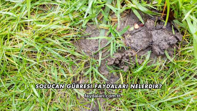 Solucan Gübresi Faydaları Nelerdir?
